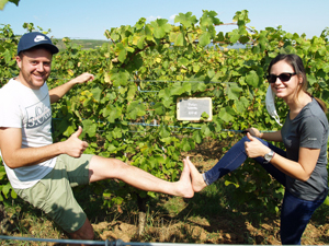 Adopt-a-vine gift in an organic French vineyard 