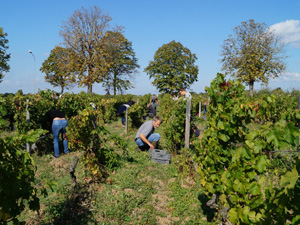 Adopt a vine in Bordeaux and get involved in the harvest of your grapes