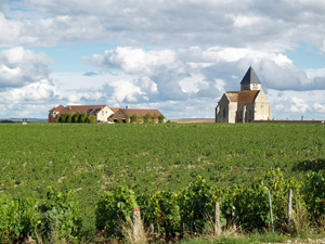 Harvest Experience gift in Chablis, Burgundy, France