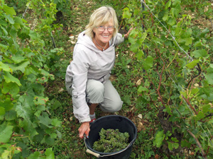 Adopt a vine gift and harvest your grapes in the vineyard