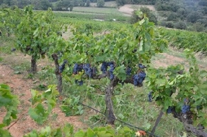 Adop a vine in France, Languedoc