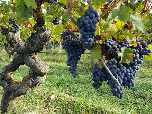 Vine adoption and grapes harvest experience in France