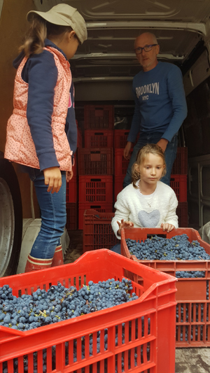 Participate in the French grape harvest