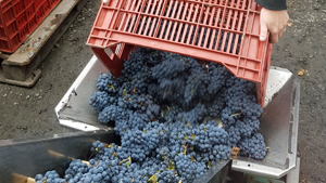 Adopt vines in Chinon and harvest the grapes with the winemaker