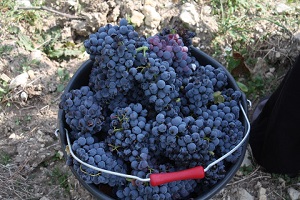 Adopt a vine france, Rhne Valley