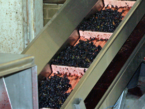 Conveyor belt during French harvest experience at Domaine la Cabotte