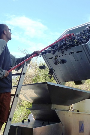 The harvested bunches pass through the de-stemming machine to separate the berries from the stalks.