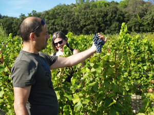Grape picking gift in a French biodynamic vineyard