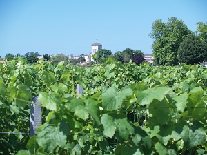 Vineyard experience in France