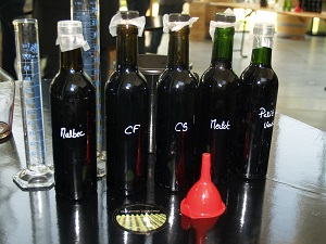 Wine tasting at the winery during a oenology stage in France