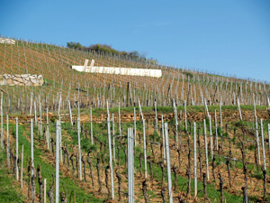 Original birthday gift idea for wine lovers.  Rent-a-vine in an an organic French vineyard