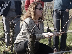 Vine tending experience day in Alsace, France