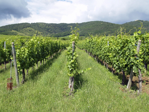 Adopt some organic vines in Alsace.  The perfect gift for an organic wine lover.