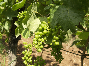 Grapes appearing on the organic vines