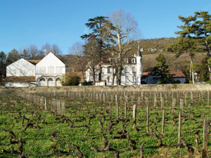 Vineyard experience, Burgundy, France