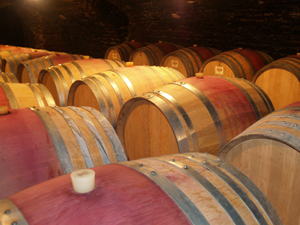 Wine making experience, Burgundy, France