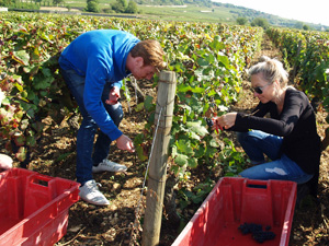 Great wine gift idea. Harvest your own vines in a French organic vineyard