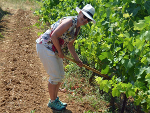 Vineyard experience gift to participate in working on the vines