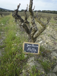 Rent a vine, Rhone Valley, France