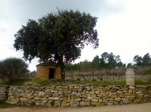 Vineyard experience, Rhône Valley