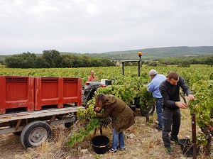 harvest experience day at the winery in the cotes du rhone france