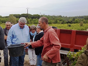meet the winemaker at a harvest experience day in france