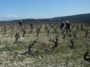 Rent-a-vine gift in the rhone valley in a biodynamic vineyard