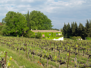 Rent some biodynamic vines in the Rhone valley and participate in making your own biodynamic wine
