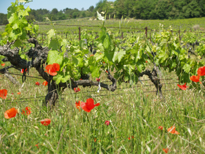 Biodynmaic vineyard tour in the Rhone Valley, France