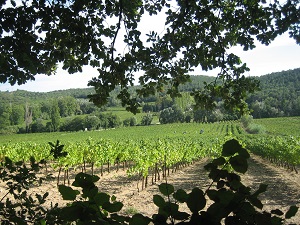 adopt-a-vine experience in an organic vineyard in france