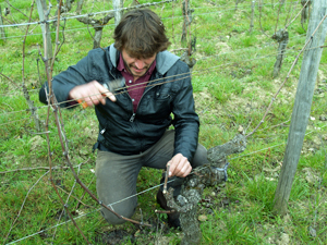 Vine pruning gift experience in a French organic vineyard