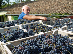 Harvest my own grapes and participate in making my own personalised bottles of organic wine