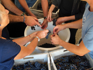 Wine-making experience gift and harvest in Saint-Emilion