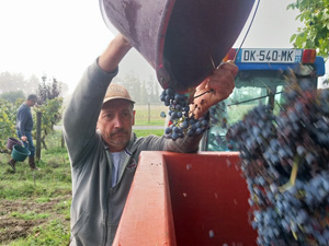 Emptying the grapes into the trailer 