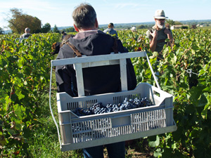 Wine Harvest Experience Gift Saint-Emilion
