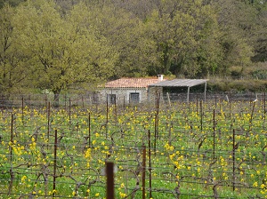 Vine renting and day at the winery in Languedoc,France