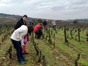 Vineyard tour in Santenay, Burgundy