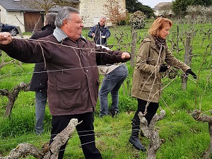 Work in the vineyard course with the winemaker in France