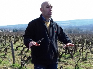 Learn how to prune the vine in a winery in Burgundy, France