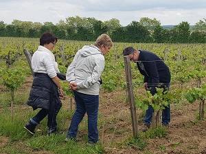 Vineyard tour and winery visit in the Loire Valley, France