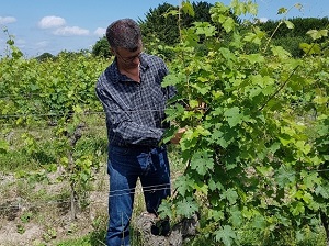 Oenology box vine tending experience in the Loire Valley