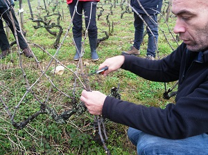 Wine-making and vine pruning course in France