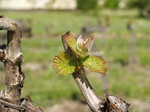 Adopt-a-vine experience at Domaine Chapelle in France