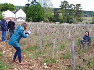 Organic vine adoption in Santenay, Burgundy, France