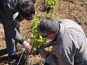 Organic vine tending in Santenay, Burgundy, France