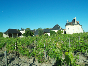 Adopt-a-vine experience in Chinon, France