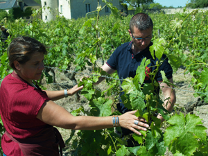 Wine-making course in the Loire Valley, France