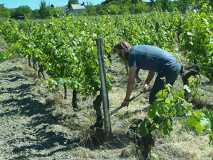 Vine tending course in Chinon, France