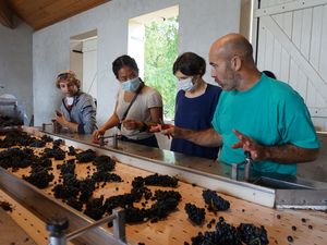 Harvest and grape sorting exprience in an organic winery in France
