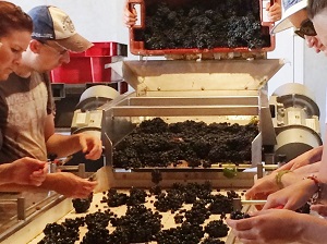 Grape sorting Experience in Burgundy